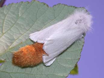 Euproctis chrysorrhoea L. adulte - �Philippe Mothiron