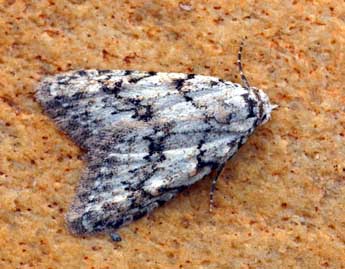 Nola cicatricalis Tr. adulte - �Daniel Morel