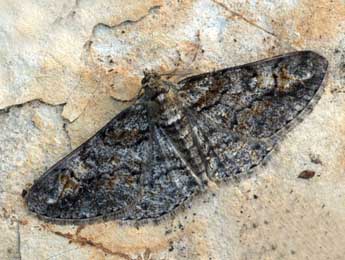 Cleora cinctaria D. & S. adulte - �Daniel Morel