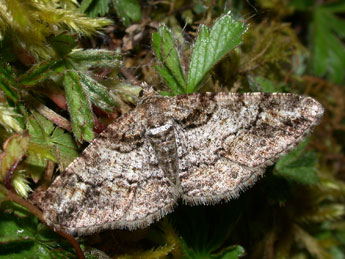 Cleora cinctaria D. & S. adulte - �Philippe Mothiron