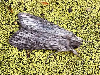 Cucullia cineracea Frr adulte - �Daniel Morel