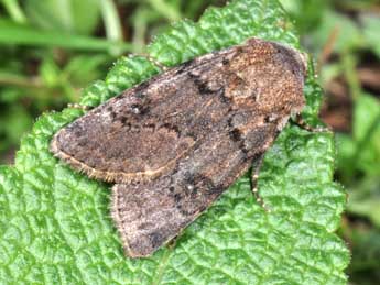Agrotis cinerea D. & S. adulte - �Philippe Mothiron
