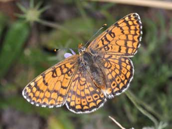 Melitaea cinxia L. adulte - �Philippe Mothiron