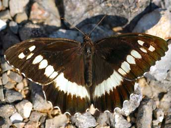 Brintesia circe F. adulte - �Daniel Morel