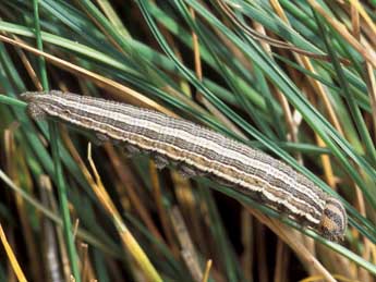  Chenille de Brintesia circe F. - �Tristan Lafranchis