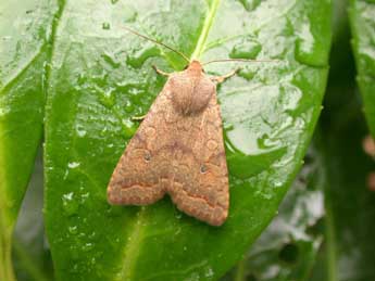 Sunira circellaris Hfn. adulte - �Philippe Mothiron