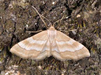Idaea circuitaria Hb. adulte - �Philippe Mothiron