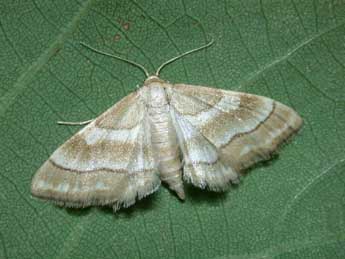 Idaea circuitaria Hb. adulte - �Philippe Mothiron