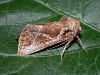 Thysanoplusia circumscripta Fr. adulte - �Philippe Mothiron