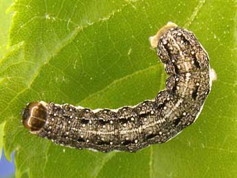  Chenille de Tiliacea citrago L. - �Herv� Guyot