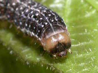  Chenille de Tiliacea citrago L. - �Philippe Mothiron