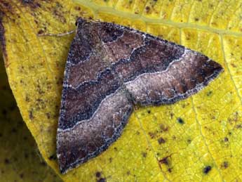 Larentia clavaria Hw. adulte - �Daniel Morel