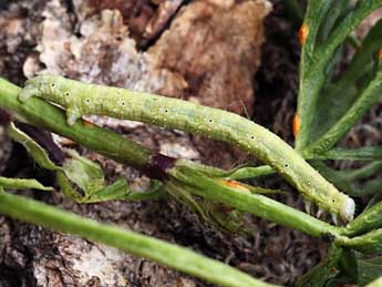  Chenille de Larentia clavaria Hw. - �Daniel Morel