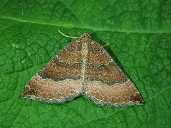 Larentia clavaria Hw. adulte - �Philippe Mothiron