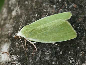 Earias clorana L. adulte - �Daniel Morel