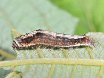  Chenille de Earias clorana L. - �Philippe Mothiron