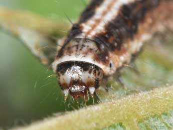  Chenille de Earias clorana L. - �Philippe Mothiron