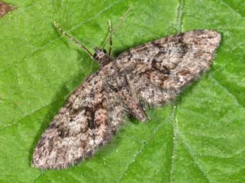 Eupithecia cocciferata Mill. adulte - �Philippe Mothiron