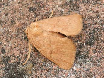 Hoyosia codeti Obth. adulte - �Daniel Morel