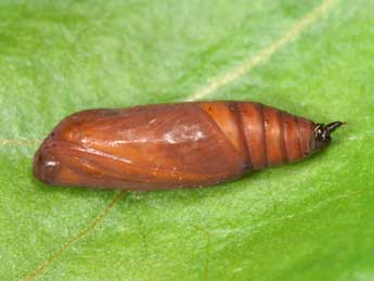  Chrysalide de Scotopteryx coelinaria Grasl. - �Lionel Taurand