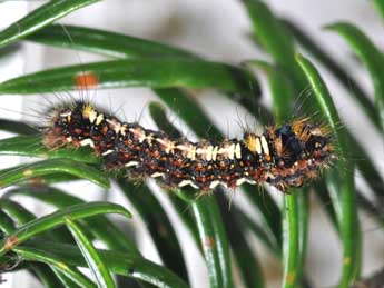  Chenille de Panthea coenobita Esp. - �Philippe Mothiron