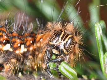 Chenille de Panthea coenobita Esp. - �Philippe Mothiron