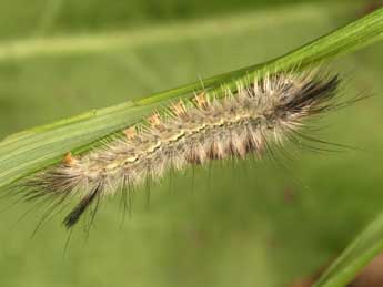  Chenille de Laelia coenosa Hb. - �Daniel Morel
