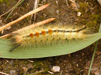  Chenille de Laelia coenosa Hb. - �Daniel Morel