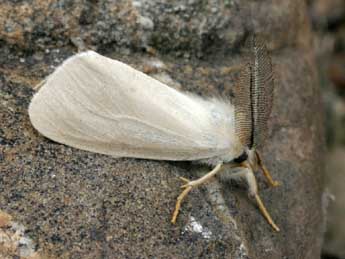 Laelia coenosa Hb. adulte - �Daniel Morel