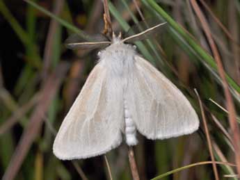 Laelia coenosa Hb. adulte - �Philippe Mothiron