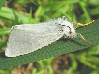 Laelia coenosa Hb. adulte - �J�r�me Barbut