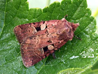 Xestia collina Bsdv. adulte - �Daniel Morel