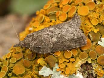 Nycteola columbana Turner adulte - �Daniel Morel