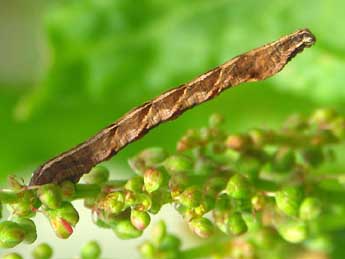  Chenille de Timandra comae Schmidt - �Anthony Jugel�