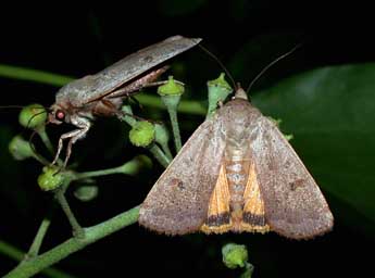 Noctua comes Hb. adulte - �Philippe Mothiron