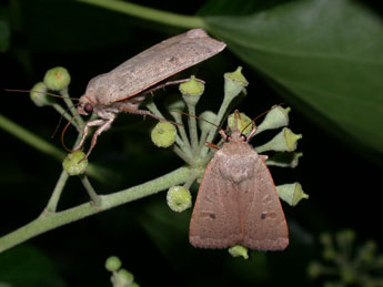 Noctua comes Hb. adulte - �Philippe Mothiron