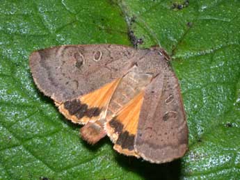 Noctua comes Hb. adulte - �Philippe Mothiron