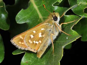Hesperia comma L. adulte - �Philippe Mothiron