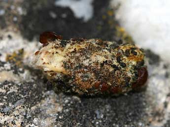  Chrysalide de Calymma communimacula D. & S. - �Gr�gory Guicherd