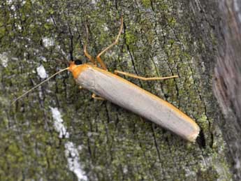 Manulea complana L. adulte - �Philippe Mothiron