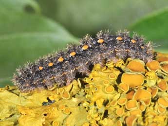  Chenille de Manulea complana L. - �Philippe Mothiron