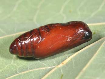  Chrysalide de Manulea complana L. - �Philippe Mothiron