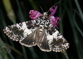 Hadena compta D. & S. adulte - �Philippe Mothiron