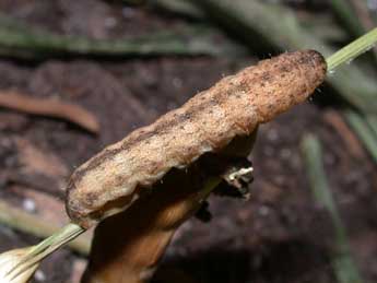  Chenille de Hadena compta D. & S. - �Philippe Mothiron