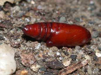  Chrysalide de Hadena compta D. & S. - �Philippe Mothiron