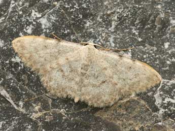 Scopula confinaria H.-S. adulte - �Daniel Morel