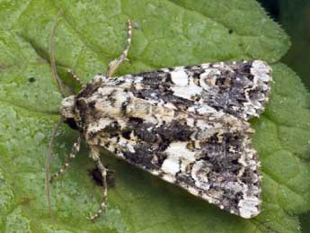 Hadena confusa Hfn. adulte - �Daniel Morel