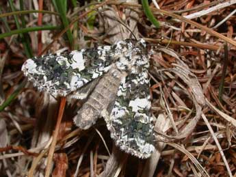 Hadena confusa Hfn. adulte - �Philippe Mothiron