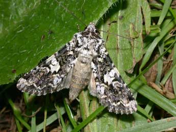 Hadena confusa Hfn. adulte - �Philippe Mothiron