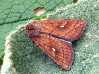 Mythimna conigera D. & S. adulte - �Daniel Morel